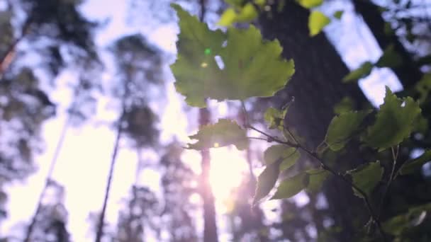 Floresta épica. Vista inferior de árvores verdes com folhagem e raios solares . — Vídeo de Stock