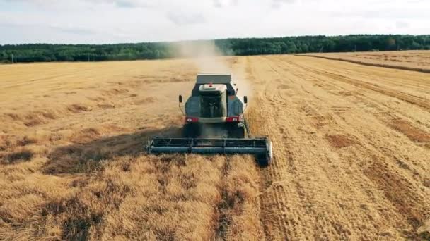 Cultivos de cereales en proceso de cosecha por una máquina agrícola — Vídeos de Stock