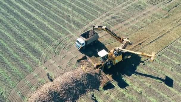 Vista superior de dos máquinas agrícolas que recogen cultivos cosechados — Vídeos de Stock