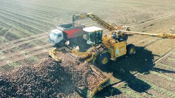 Дві сільськогосподарські машини збирають зібрані коренеплоди — стокове відео