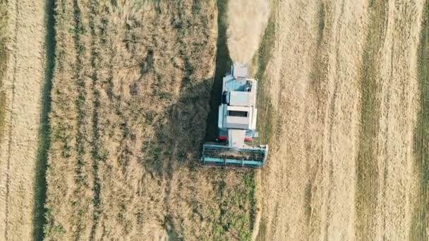 Erntemaschine sammelt Getreide im Blick von oben — Stockvideo