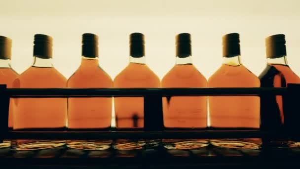 Il trasportatore di fabbrica sta trasferendo una fila di bottiglie di liquore sigillate — Video Stock