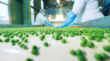 İşçiler tarafından sıralandıktan sonra taşıma bandındaki bezelyeler