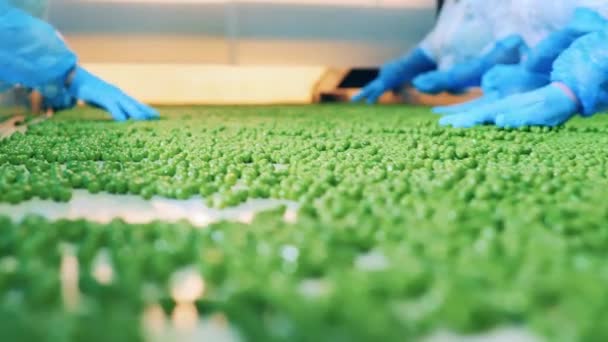 工厂工人的手在整理豌豆 — 图库视频影像