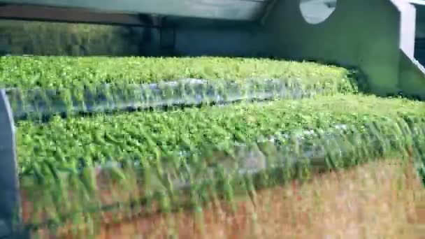 食品工場のコンベア、自動化コンセプト。たくさんの緑のエンドウ豆がそれを通って移動するコンベヤマシン — ストック動画