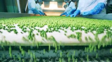 Yeşil bezelyeler konveyör tarafından sıralanıyor ve taşınıyor.