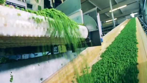 Fördermaschinen transportieren grüne Erbsen — Stockvideo