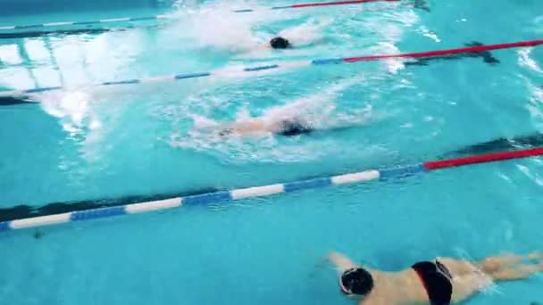 Sportler schwimmen Schmetterling von oben — Stockvideo