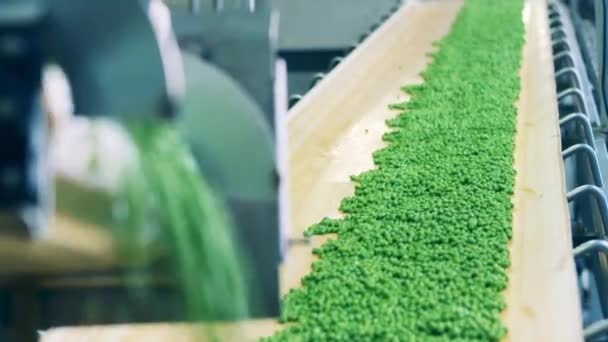 Correia transportadora com ervilhas verdes processadas movendo-se ao longo dela — Vídeo de Stock