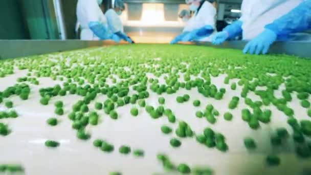 Green peas on the conveyor after getting sorted by specialists — Stock Video