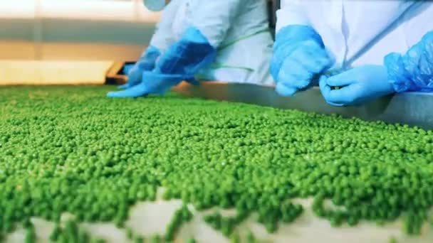 Processed peas are getting sorted by factory workers in gloves — Stock Video