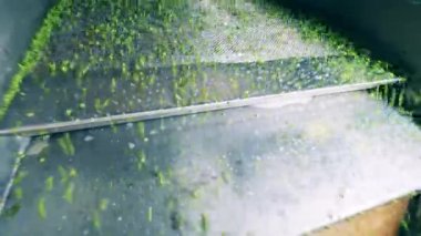 Yeşil bezelyeler taşıyıcıdan geçerken titriyor.