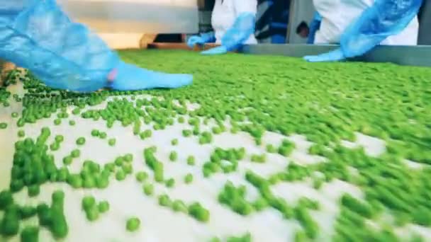 Processed peas are getting sorted by factory workers — Stock Video