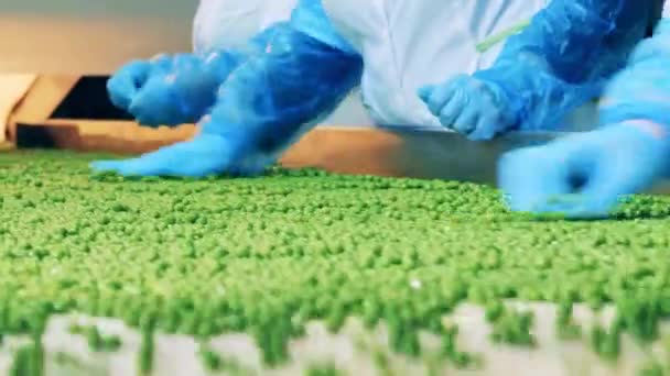 工場の専門家は輸送中に緑のエンドウ豆を分類している — ストック動画