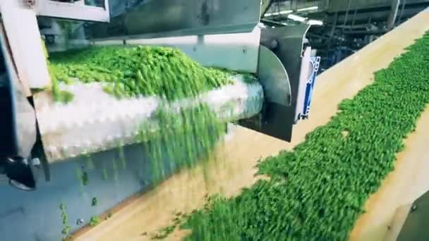 El complejo de transporte es la reubicación de guisantes verdes frescos — Vídeo de stock