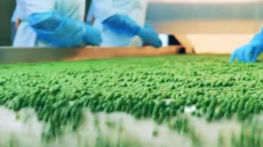 Gıda işleme taşıyıcısı. Üzerine taze bezelye dizilmiş fabrika taşıyıcısı.