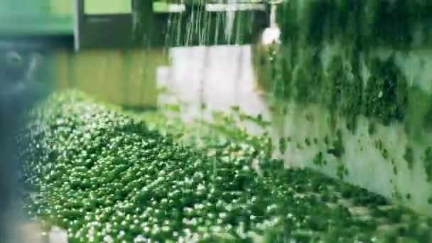 Τα υγρά πράσινα μπιζέλια πέφτουν πάνω στον ιμάντα μεταφοράς. — Αρχείο Βίντεο