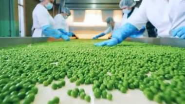 Gıda işleme taşıyıcısı. Taze bezelyeler, eldiven takan fabrika çalışanlarına göre sıralanıyor.