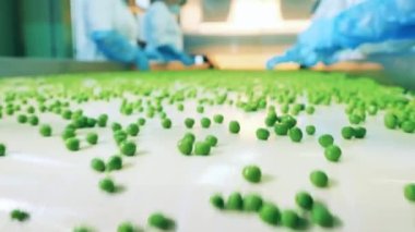 Taze bezelyeler konveyörden yakın planda düşüyor.