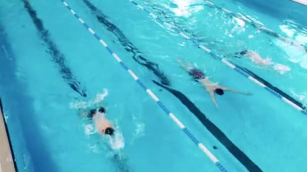 Treino de nadadores profissionais em uma piscina — Vídeo de Stock