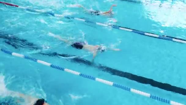 Yüzme havuzunda antrenman yapan sporcular. Üst görünüm — Stok video