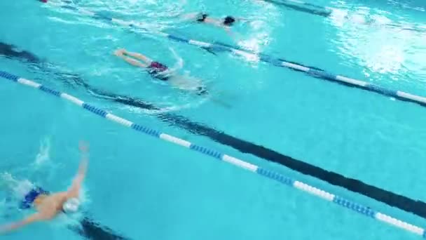 Atletas nadan mariposa en una piscina — Vídeos de Stock