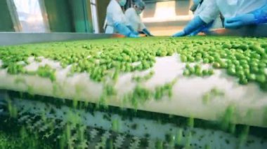 Taze bezelyeler taşınma kompleksine göre sıralanıyor ve taşınıyor