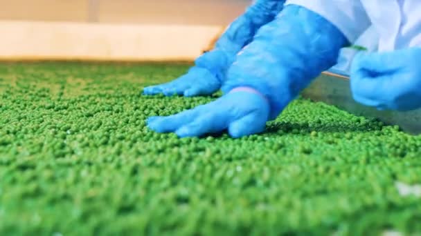 Food processing conveyor. Fresh peas are getting sorted by factory staff wearing gloves — Stock Video