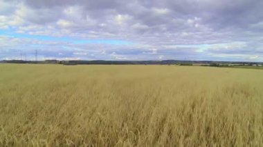 Bir buğday alanın üzerinde uçan