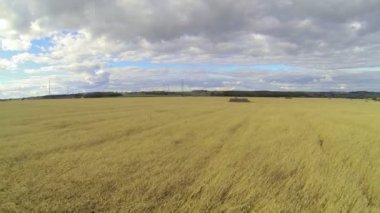 Bir buğday alanın üzerinde uçan