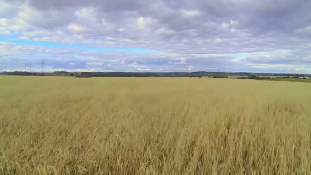 Полет над пшеничным полем — стоковое видео