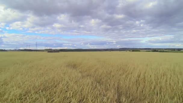 Flug über ein Weizenfeld — Stockvideo