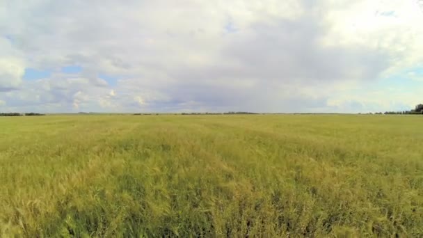 Voando sobre um campo de trigo — Vídeo de Stock