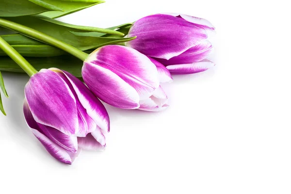 Trois tulipes violettes isolées sur blanc — Photo