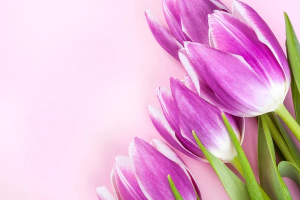 Tulipes violettes sur fond rose — Photo