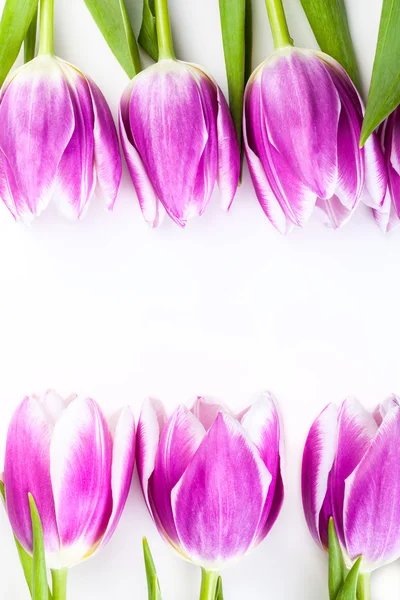 Tulipes violettes isolées sur blanc — Photo