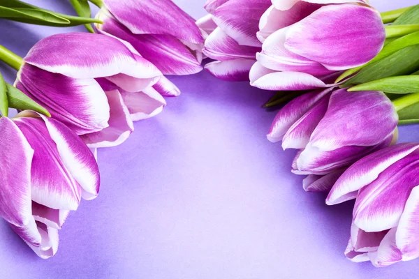 Tulipes violettes sur fond violet — Photo