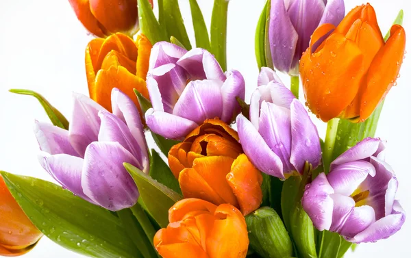 Bouquet de tulipes violettes et rouges isolées sur fond blanc — Photo