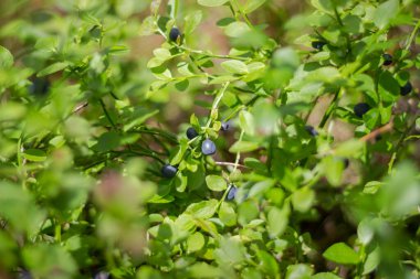 Orman, ormandaki bir çalılıkta sulu, parlak, mavi böğürtlenler. Yabanmersini kırmızıya döner ve kışa hazırlanır..