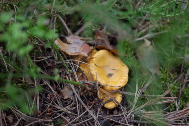 Küçük kırmızı chanterelle mantarları yosunlarda, düşmüş iğnelerde ve yapraklarda saklanır.