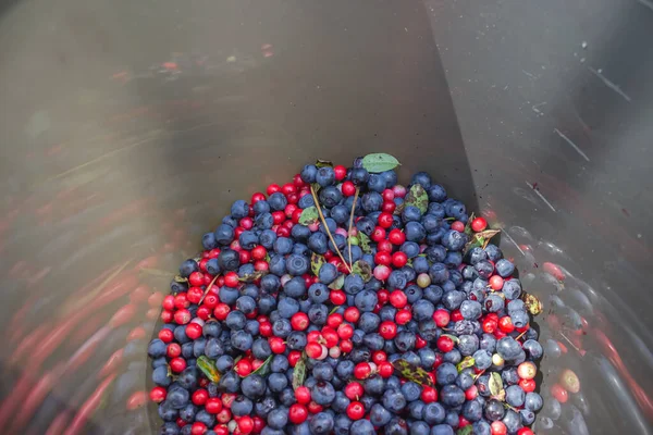 Blue and red blueberries and lingonberries collected in a gray bucket. A container with the harvested harvest of bright forest berries.