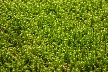 Ormanın dokusu araziden gelen yeşil ıslak yosun. Doğal yosundan yapılmış güzel düz bir halı..