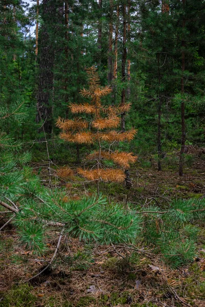 Genç, kısa çam ağacı kurudu ve parlak turuncuya dönüştü. Ormanda genç bir kozalaklı ağacın turuncu kırmızı paslı iğneleri. Ölü ağaç..