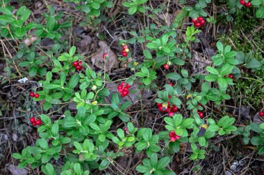 Tıbbi özellikleri olan parlak kırmızı yaban mersini çalısı. Yeşil bir yaz ormanının arka planında olgun yaban mersini..