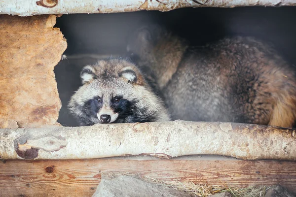 Ein kleiner Waschbär im Haus — Stockfoto