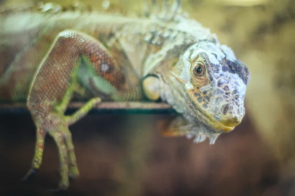 Iguana verde común — Foto de Stock