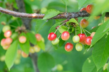 Çilek kiraz bahçesinde ağaç dal. olgunlaşmamış Muhammet