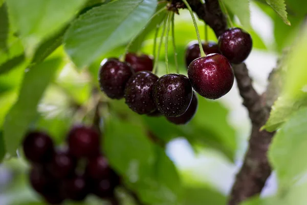 Berries cherries on a tree branch in the garden. — Stock Photo, Image