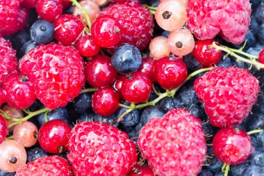 taze organik çilek. Ahududu, yaban mersini, kırmızı kuş üzümü bir