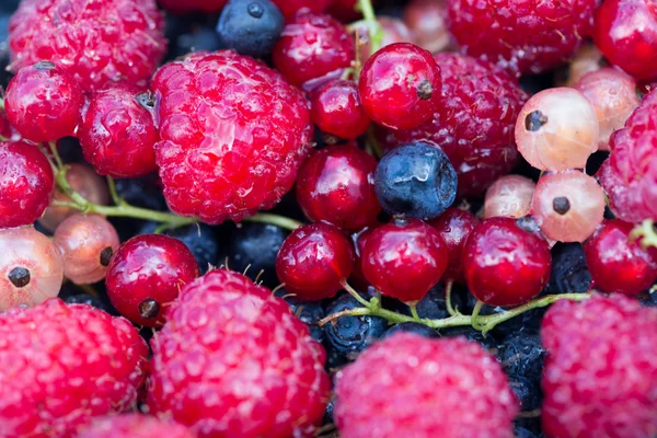 Fresh organic berries. raspberries, blueberries, red currants an — Stock Photo, Image